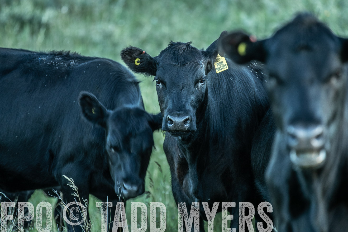 PP_TuckerRanch_NE_July2019-7730
