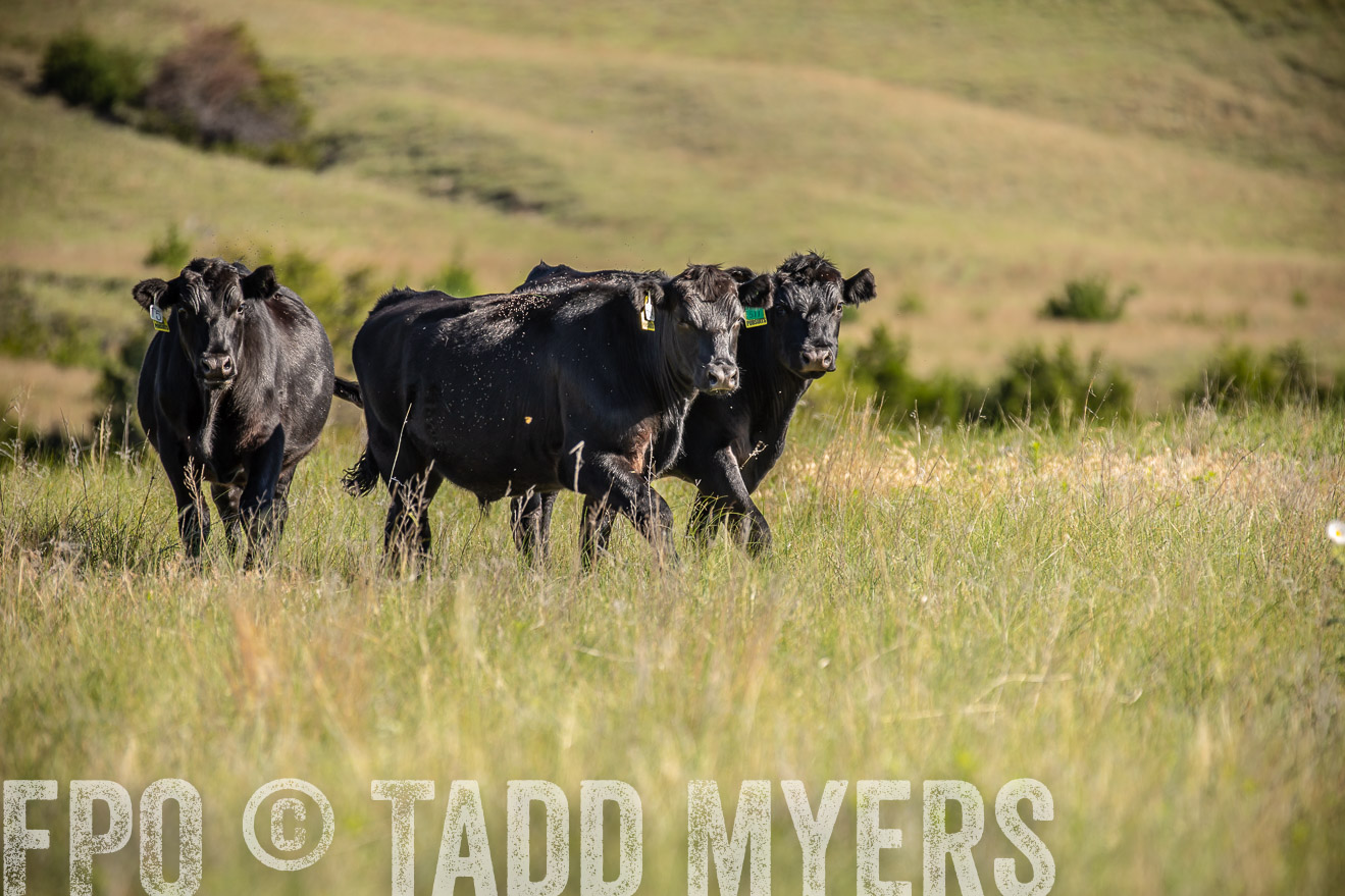 PP_TuckerRanch_NE_July2019-41735