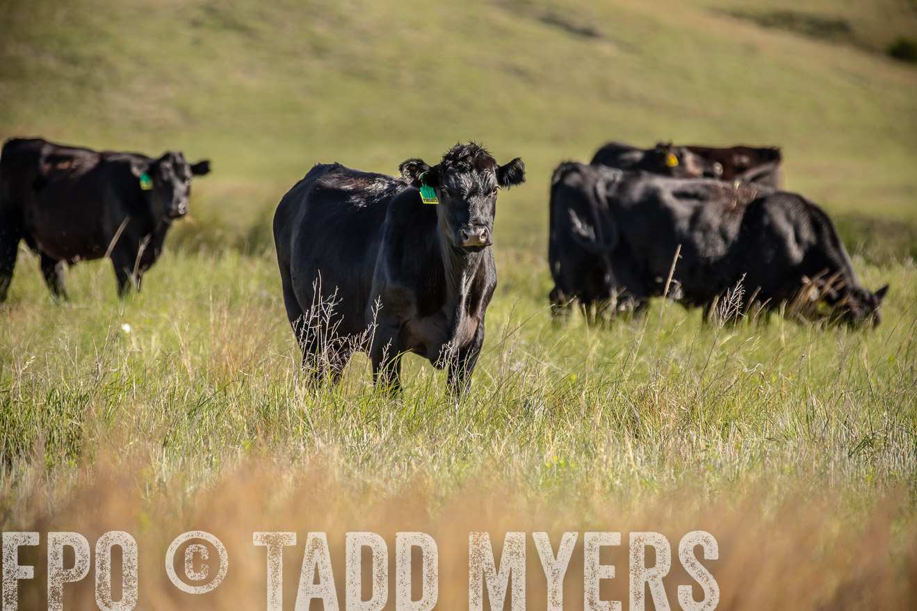 PP_TuckerRanch_NE_July2019-41741