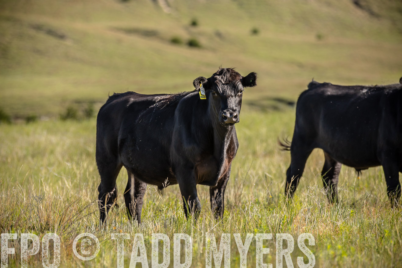PP_TuckerRanch_NE_July2019-41753