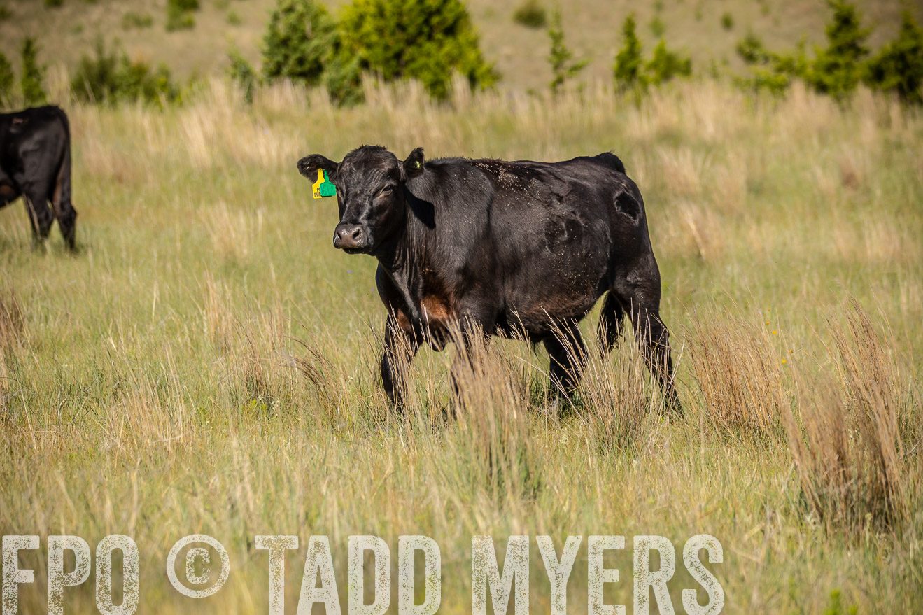PP_TuckerRanch_NE_July2019-41815