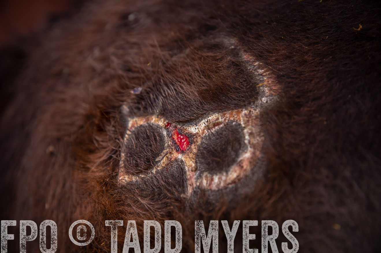 PP_TuckerRanch_NE_July2019-41911