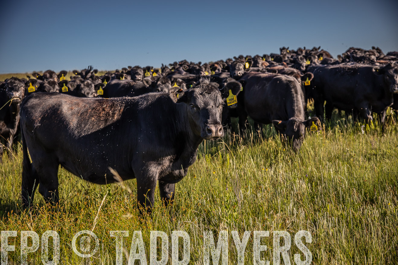 PP_TuckerRanch_NE_July2019-41990