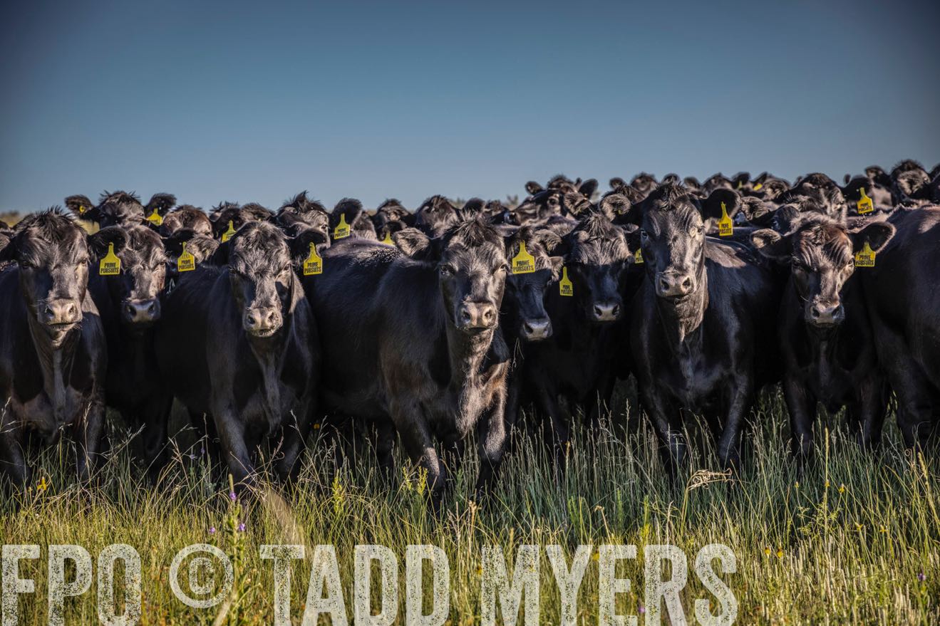 PP_TuckerRanch_NE_July2019-41993-1