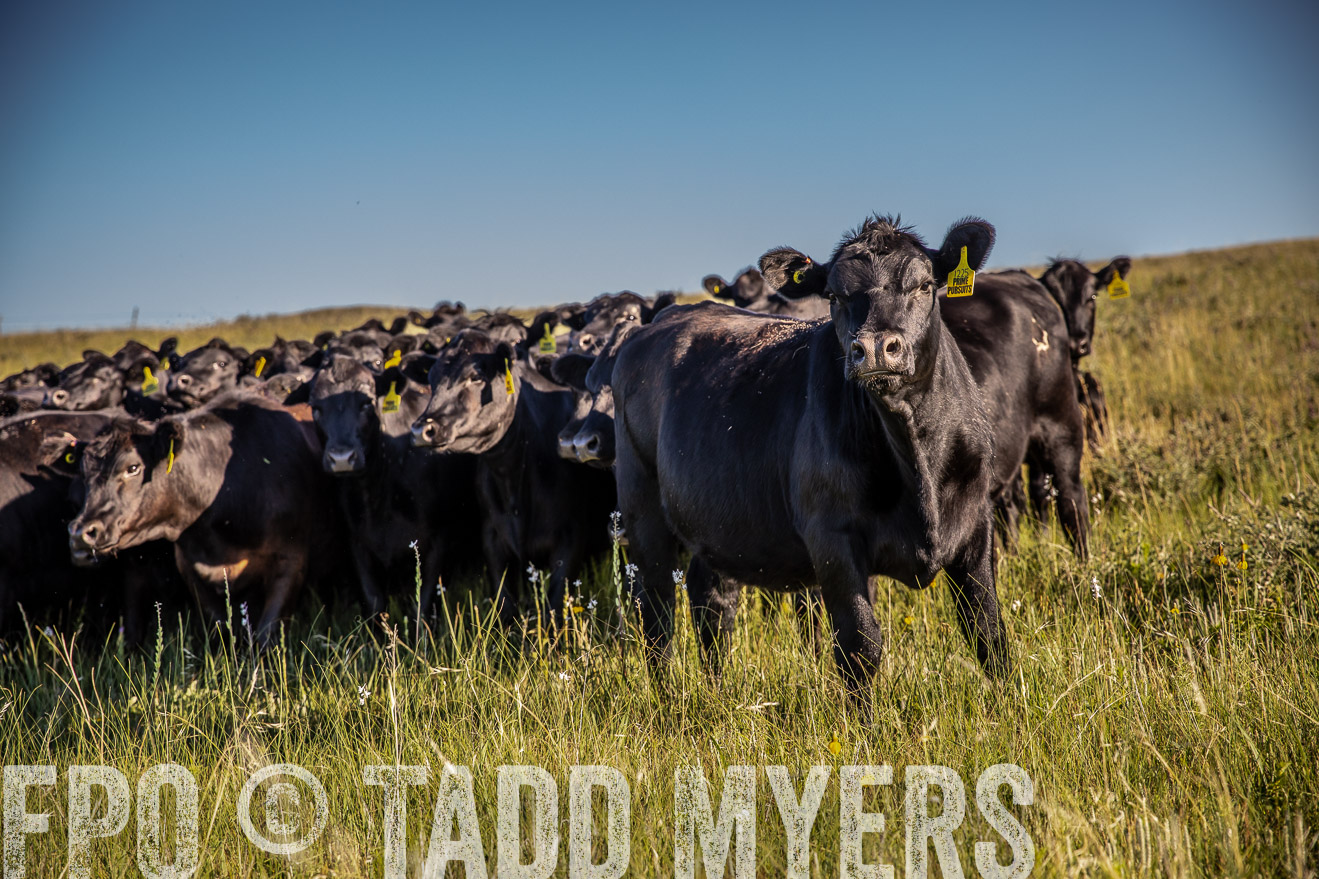 PP_TuckerRanch_NE_July2019-41997