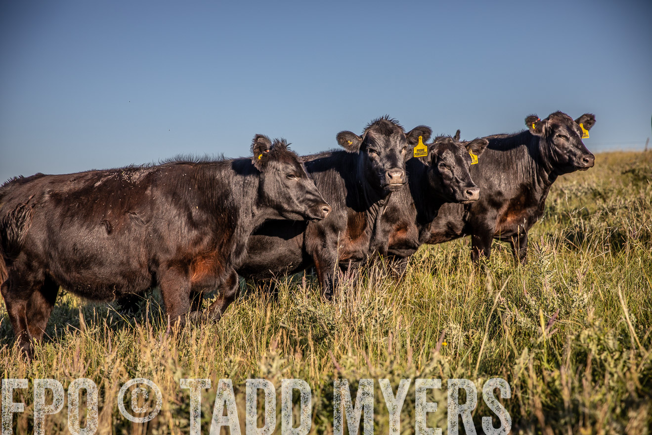 PP_TuckerRanch_NE_July2019-42168
