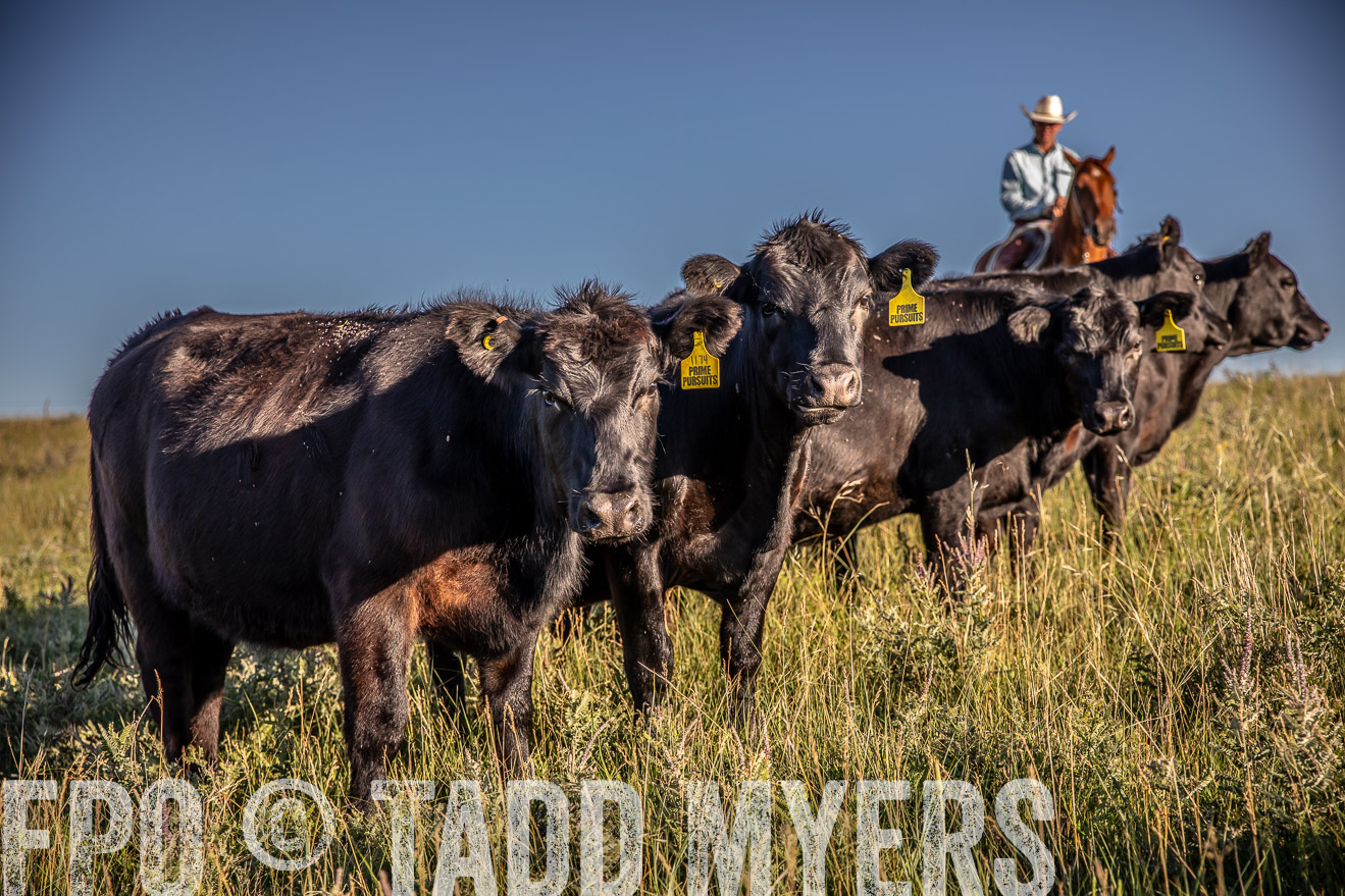 PP_TuckerRanch_NE_July2019-42191