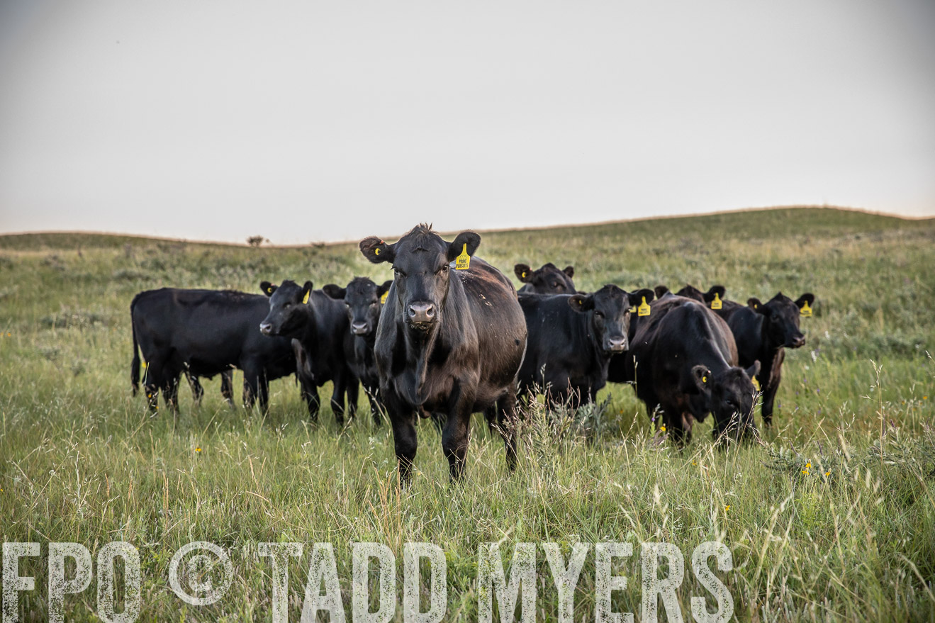 PP_TuckerRanch_NE_July2019-42722