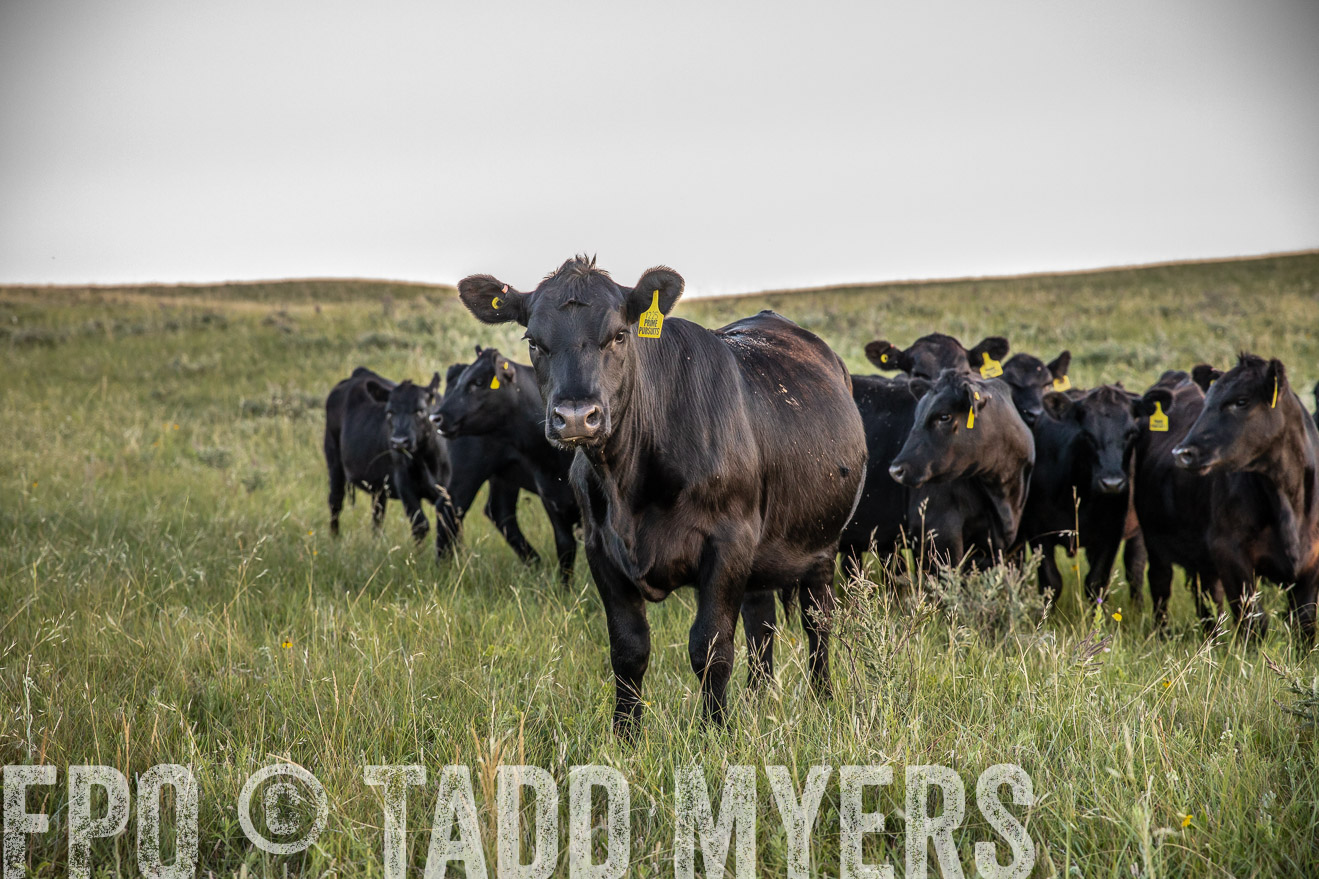 PP_TuckerRanch_NE_July2019-42730