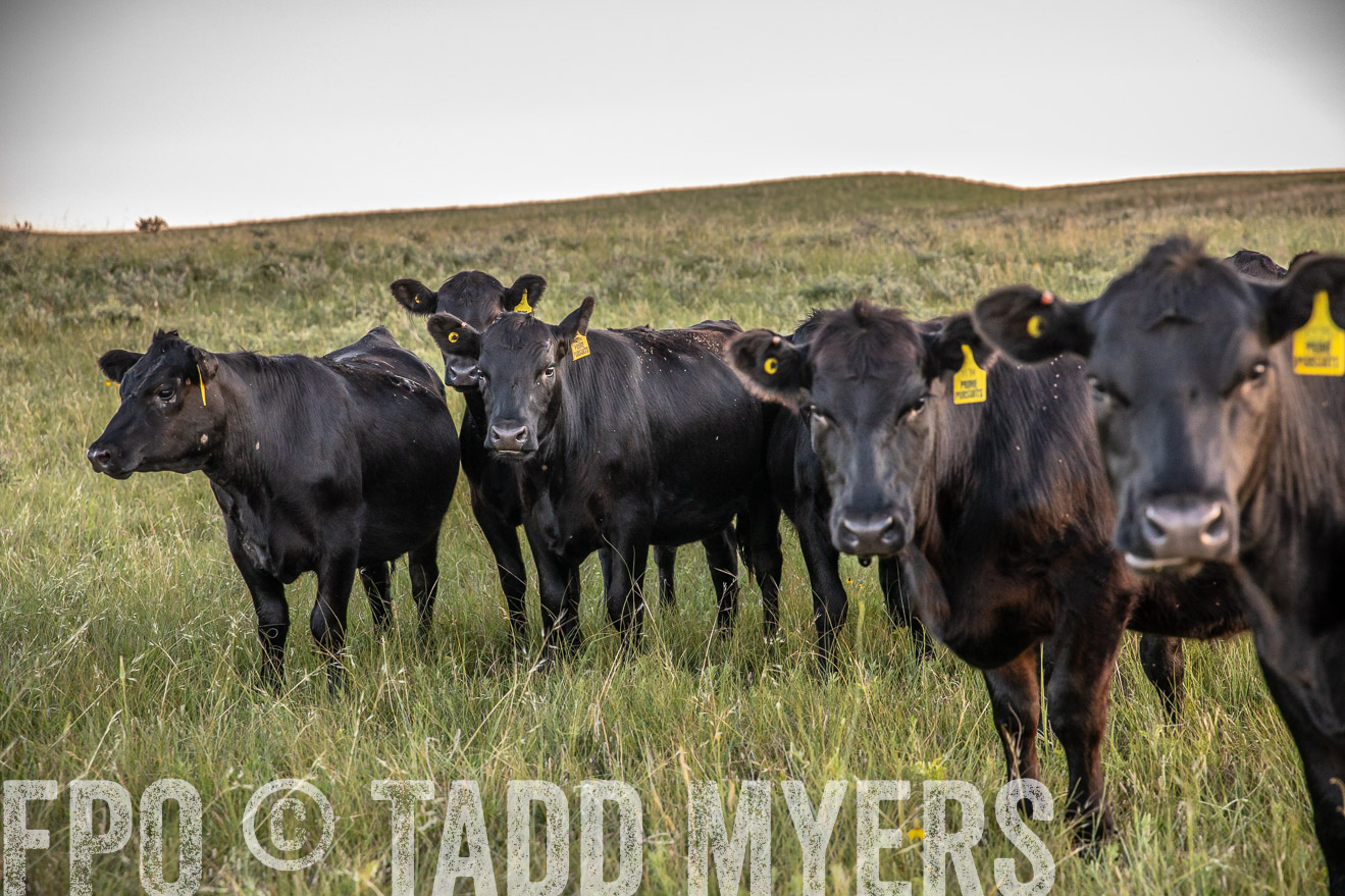 PP_TuckerRanch_NE_July2019-42763
