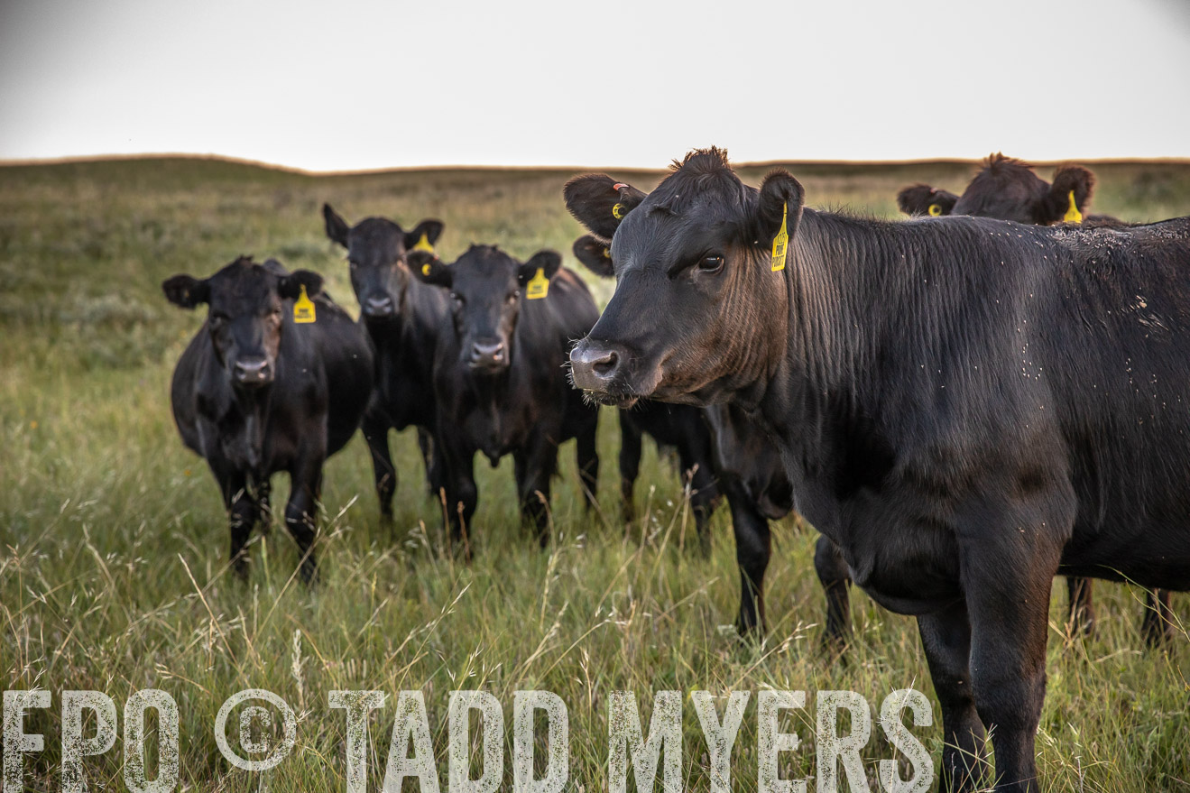 PP_TuckerRanch_NE_July2019-42767