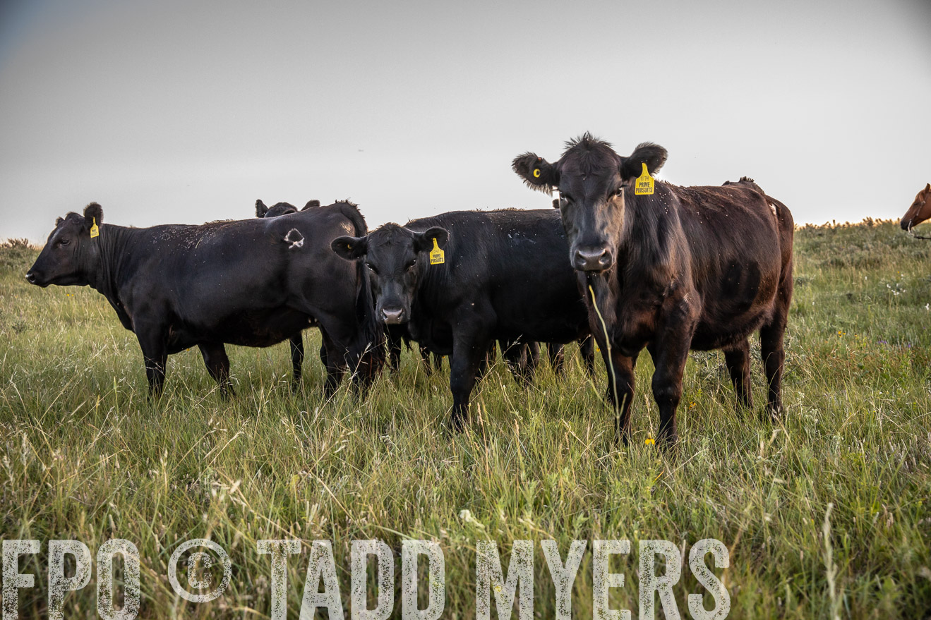 PP_TuckerRanch_NE_July2019-42777