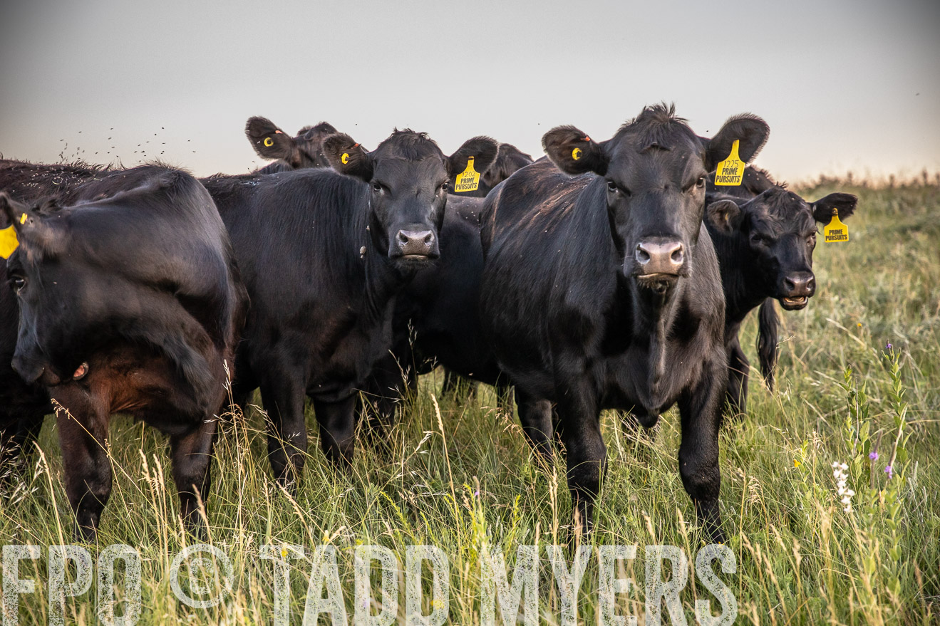 PP_TuckerRanch_NE_July2019-42803