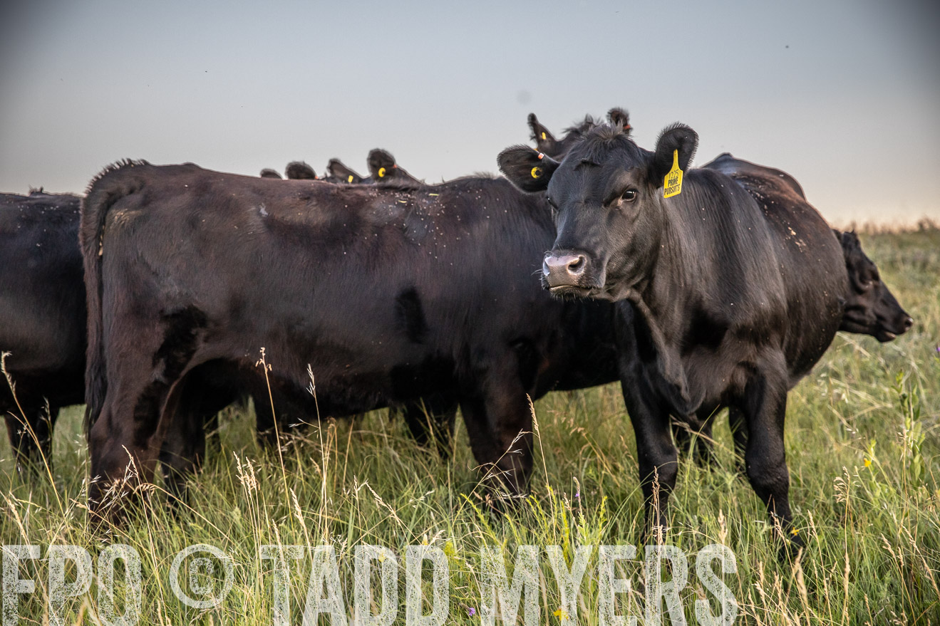 PP_TuckerRanch_NE_July2019-42813