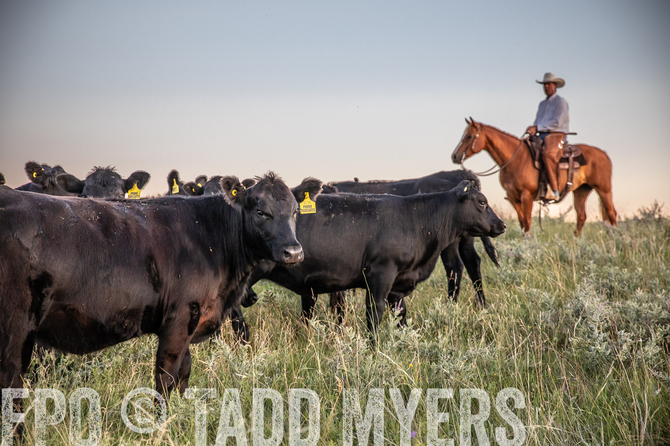 PP_TuckerRanch_NE_July2019-42824