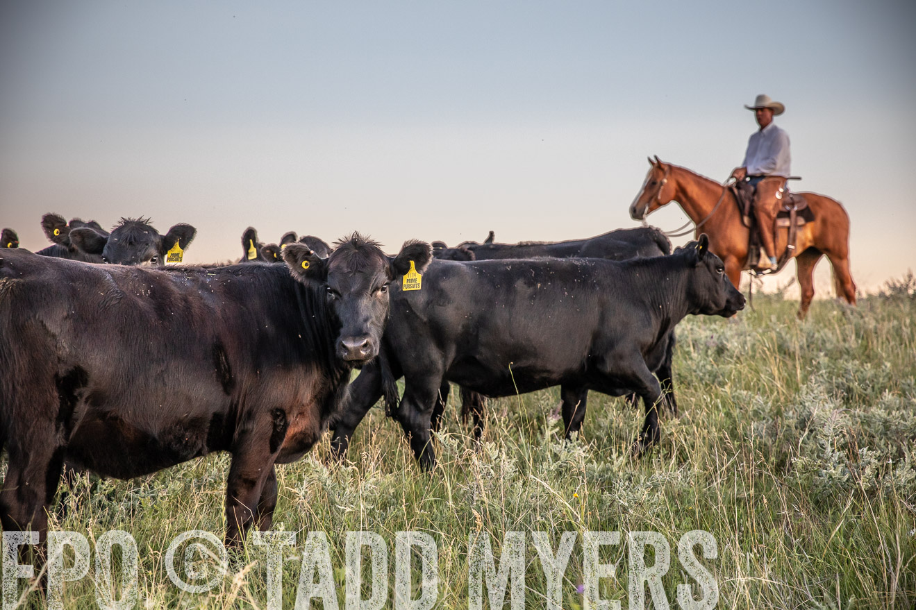 PP_TuckerRanch_NE_July2019-42825