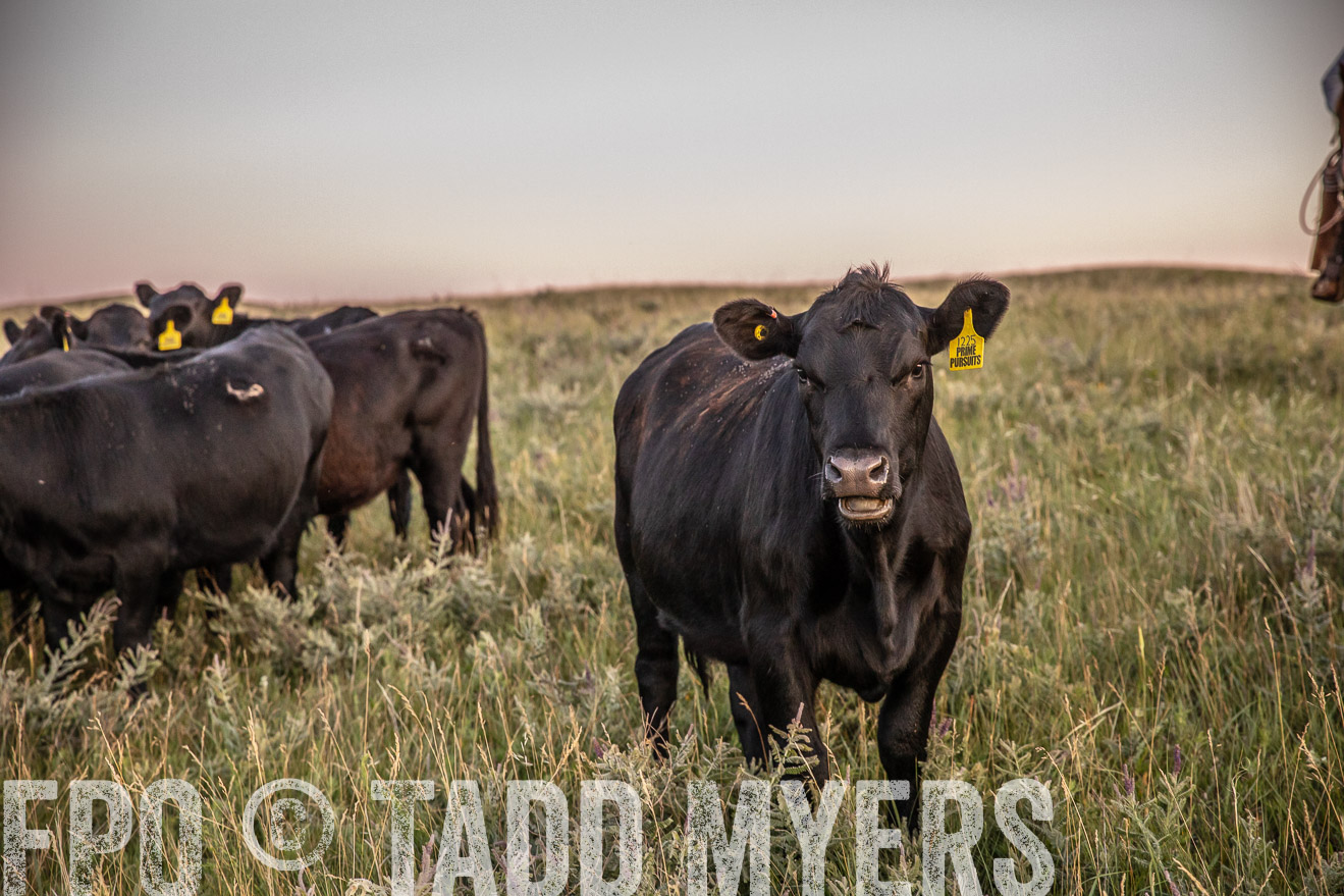 PP_TuckerRanch_NE_July2019-42859