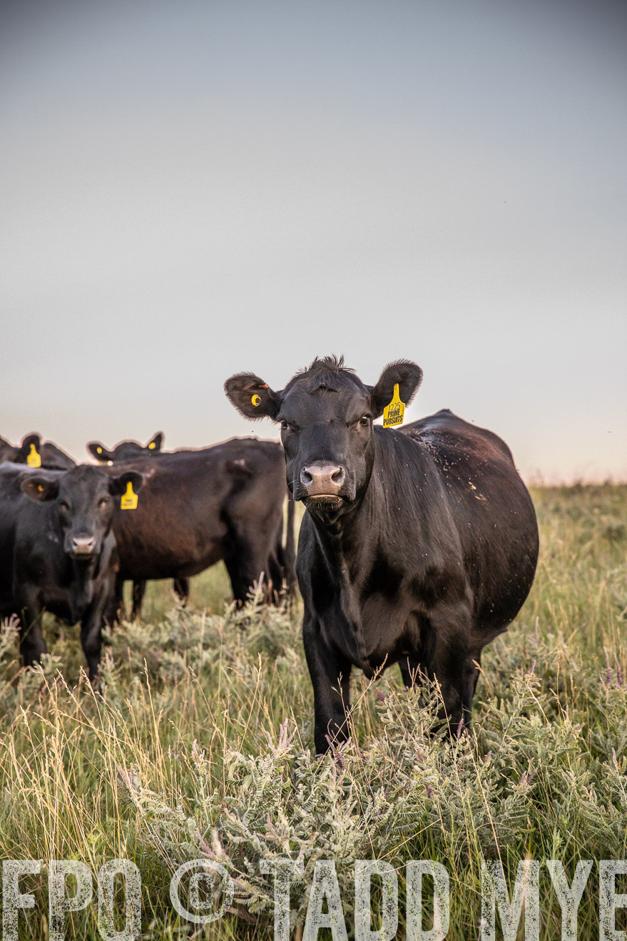 PP_TuckerRanch_NE_July2019-42864