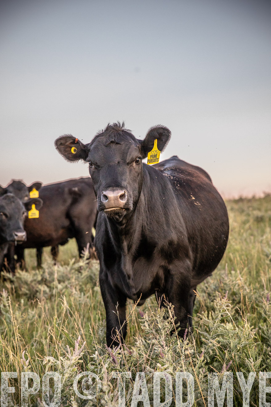 PP_TuckerRanch_NE_July2019-42872