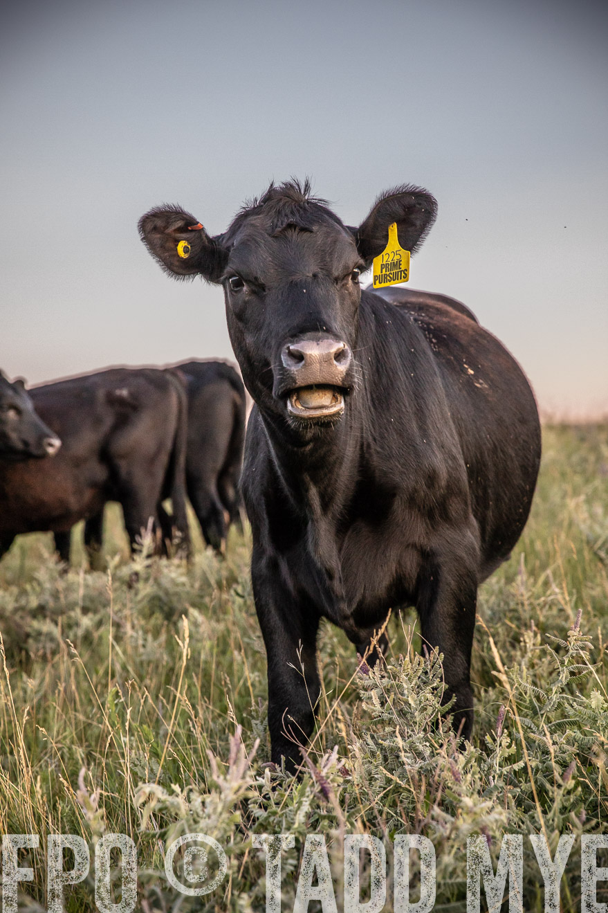 PP_TuckerRanch_NE_July2019-42886