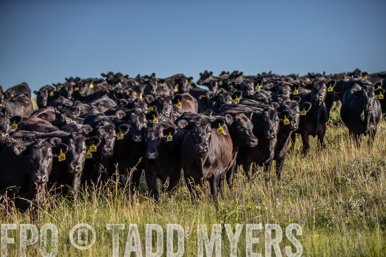 PP_TuckerRanch_NE_July2019-7256