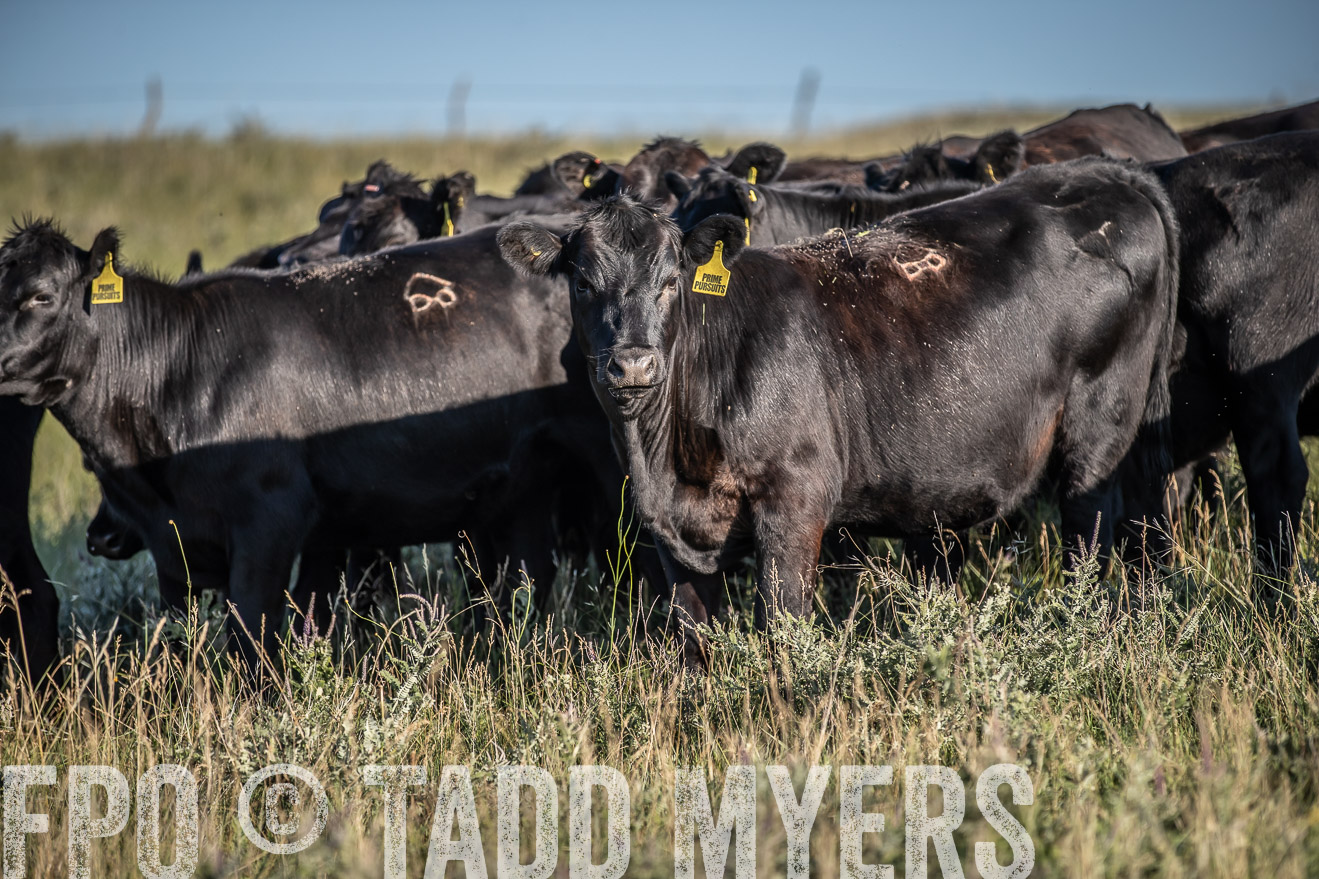 PP_TuckerRanch_NE_July2019-7295