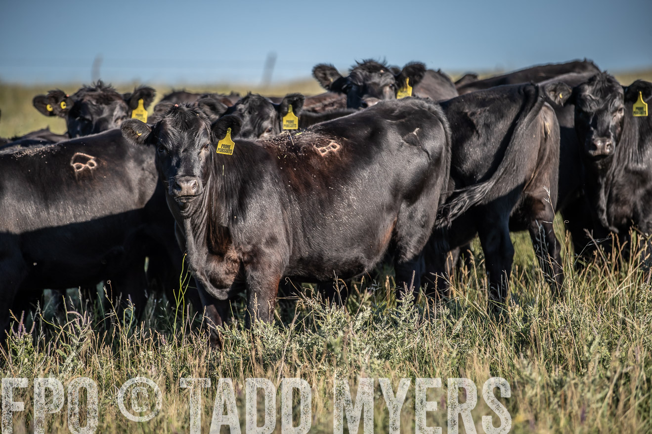 PP_TuckerRanch_NE_July2019-7297