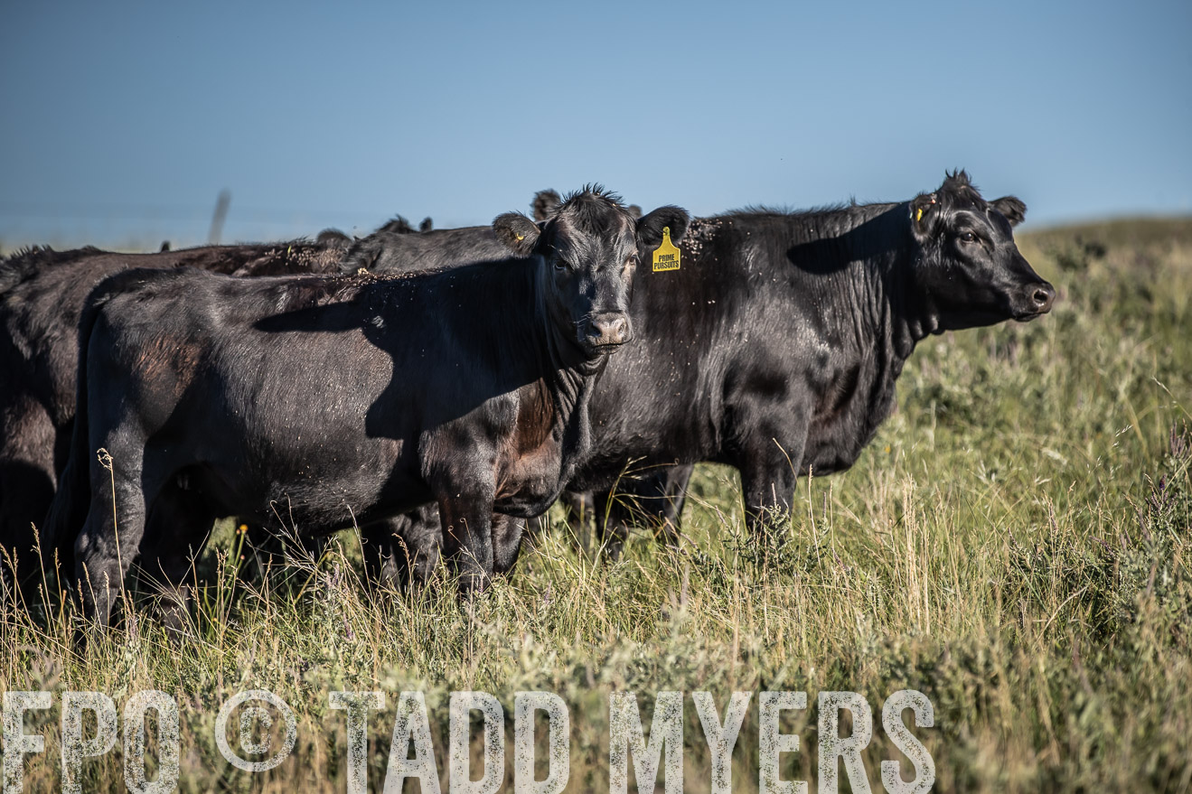 PP_TuckerRanch_NE_July2019-7305