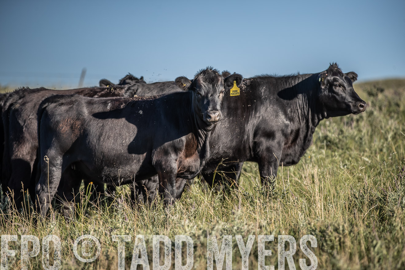 PP_TuckerRanch_NE_July2019-7308