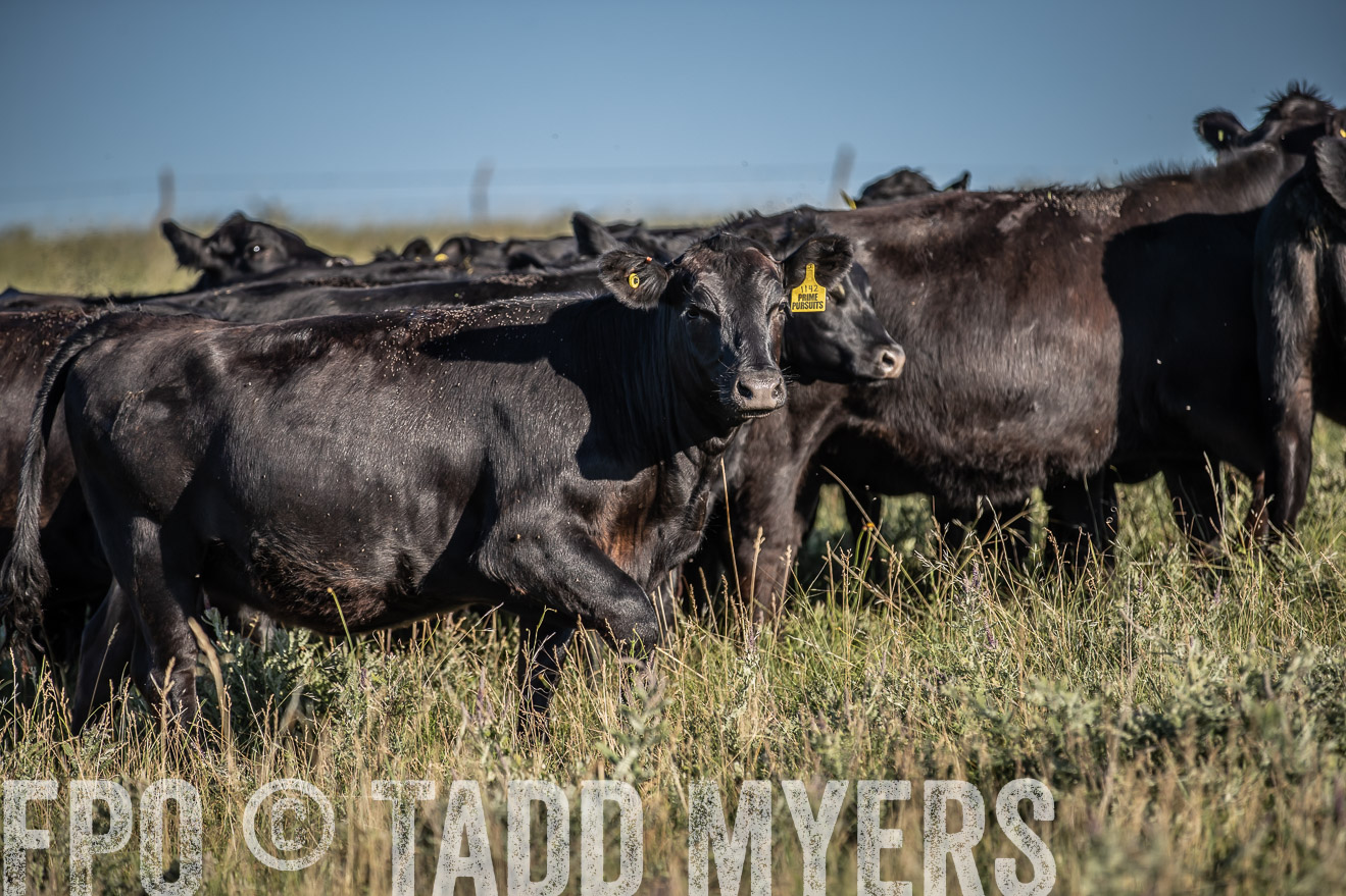 PP_TuckerRanch_NE_July2019-7310