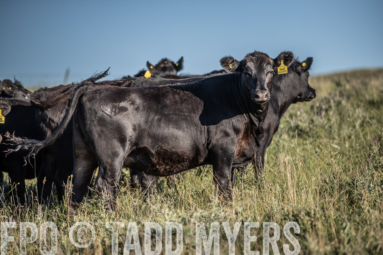 PP_TuckerRanch_NE_July2019-7315