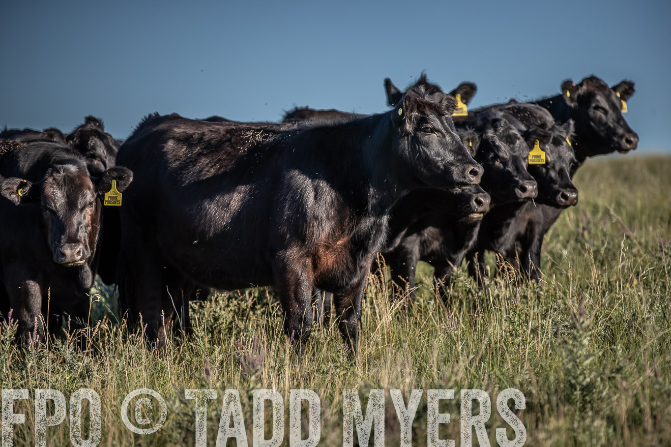 PP_TuckerRanch_NE_July2019-7336