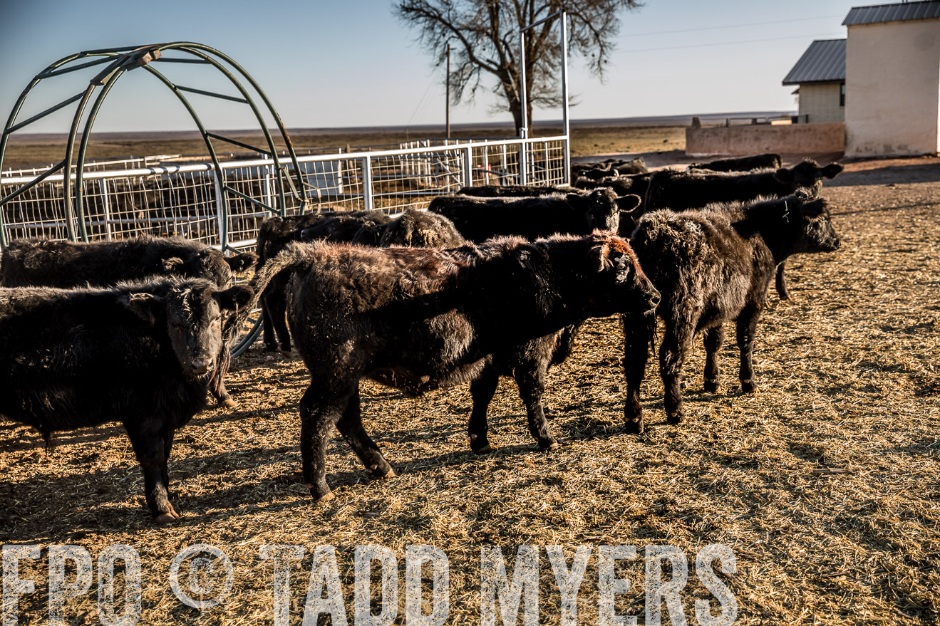  TMyers_WardRanch_NM_Dec2019-43142