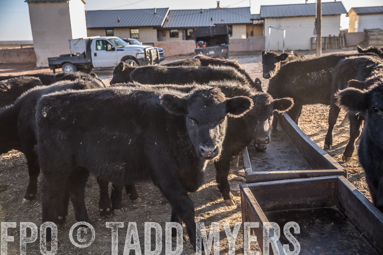  TMyers_WardRanch_NM_Dec2019-43151