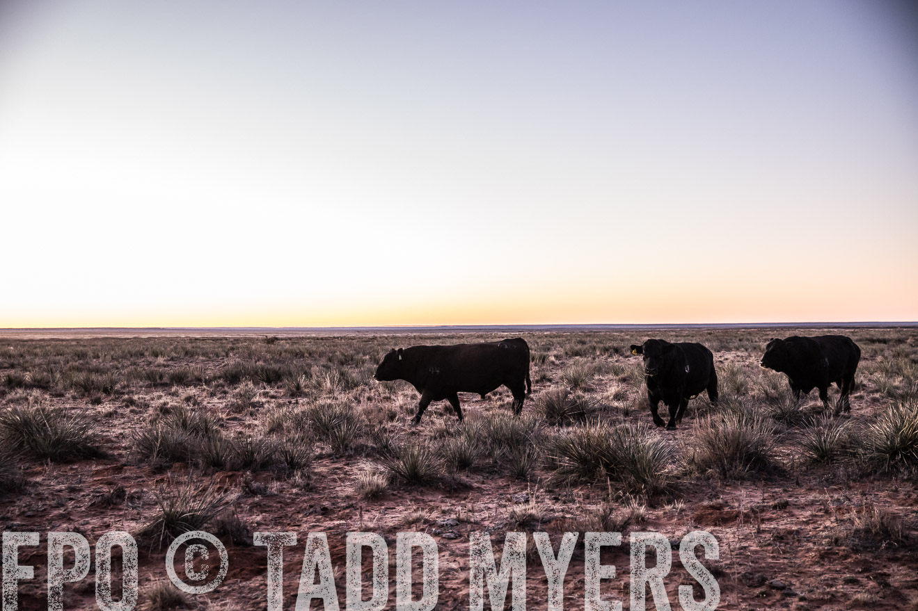 TMyers_WardRanch_NM_Dec2019-43833