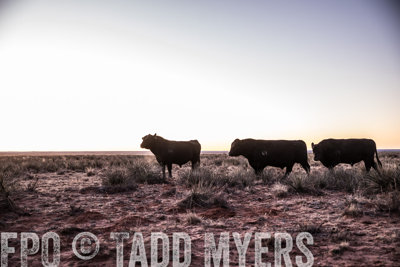  TMyers_WardRanch_NM_Dec2019-43838
