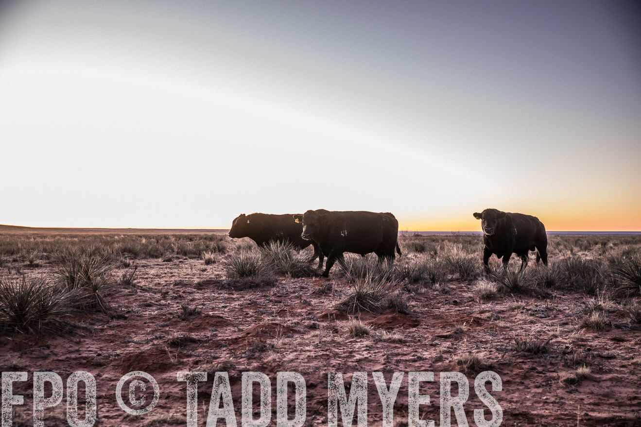  TMyers_WardRanch_NM_Dec2019-43841