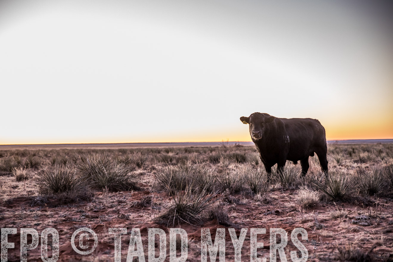  TMyers_WardRanch_NM_Dec2019-43855