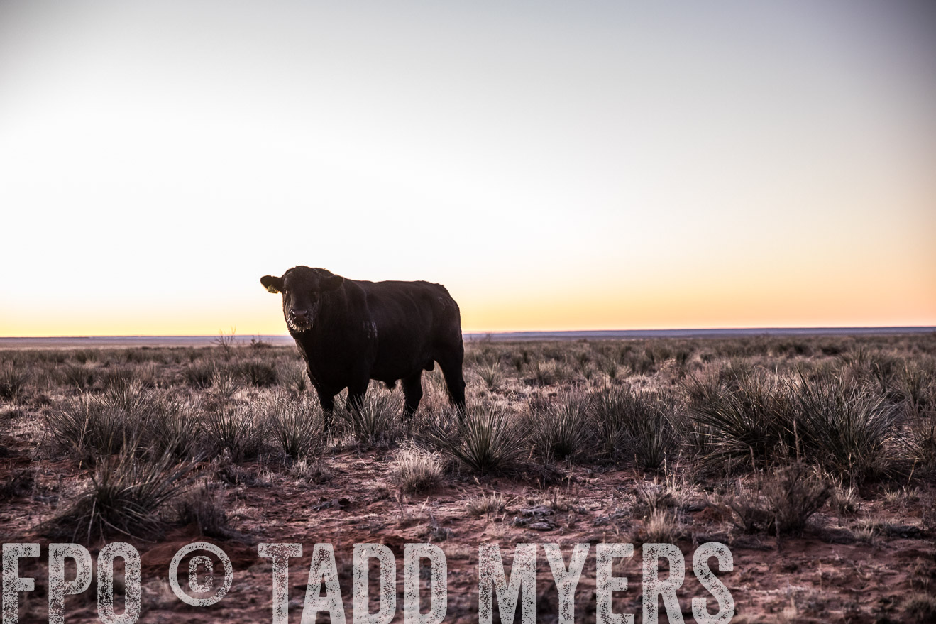 TMyers_WardRanch_NM_Dec2019-43858