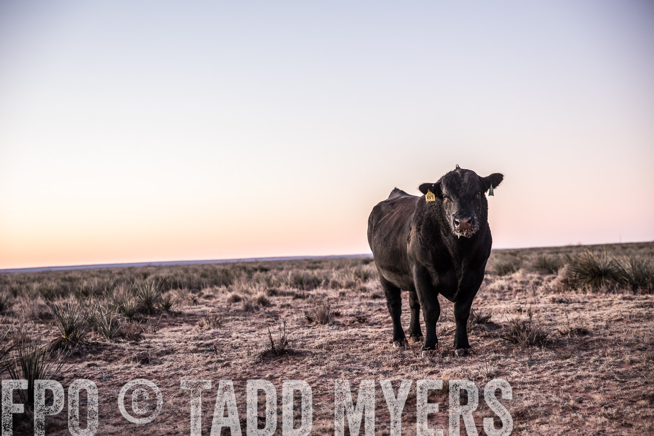 TMyers_WardRanch_NM_Dec2019-43883