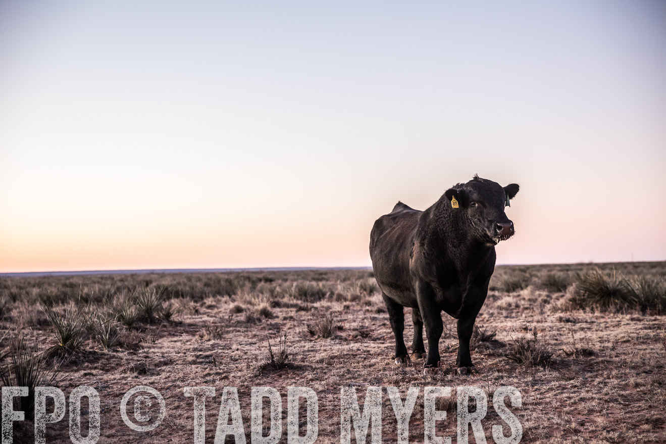  TMyers_WardRanch_NM_Dec2019-43886