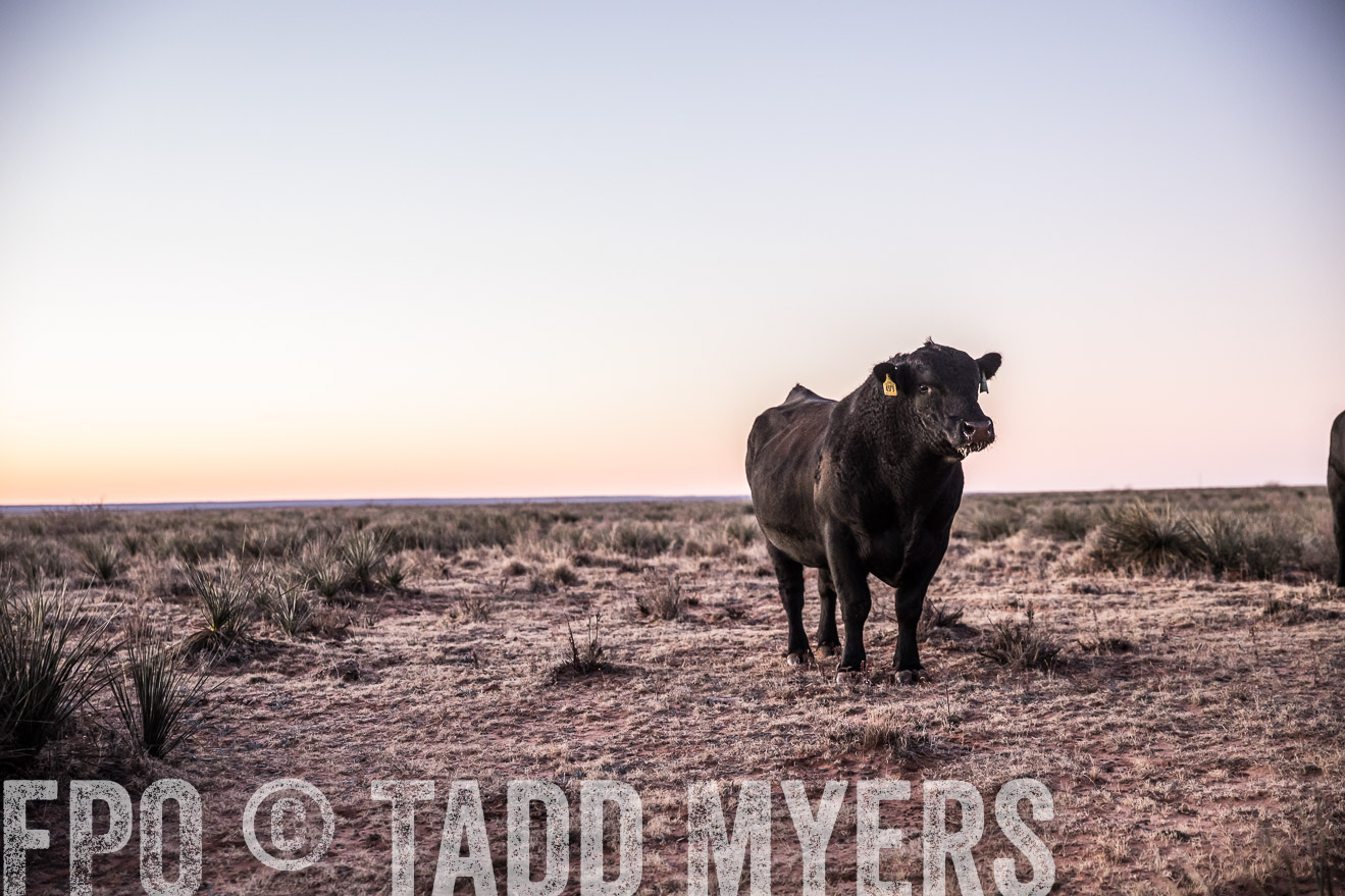  TMyers_WardRanch_NM_Dec2019-43889