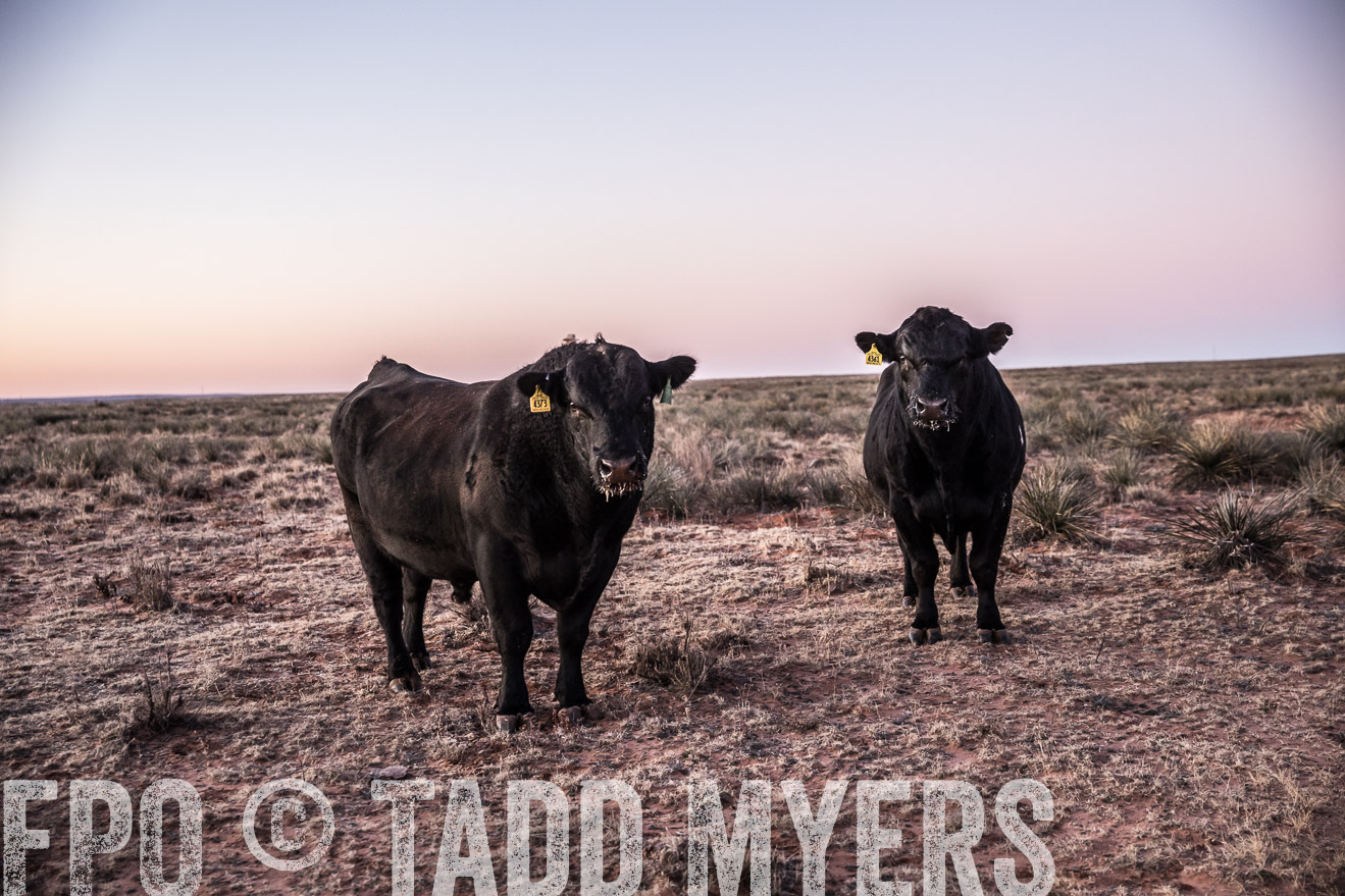  TMyers_WardRanch_NM_Dec2019-43910