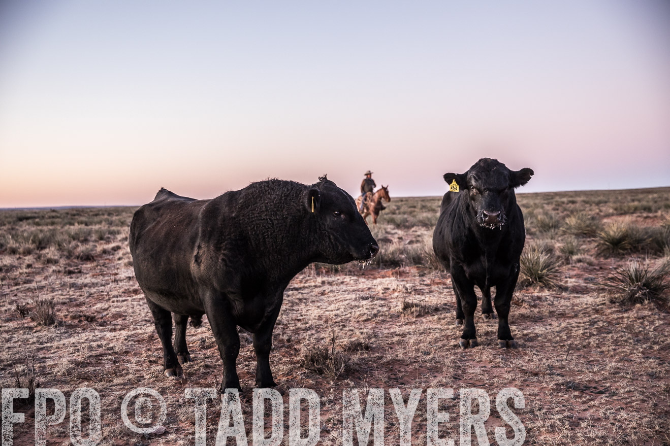  TMyers_WardRanch_NM_Dec2019-43912