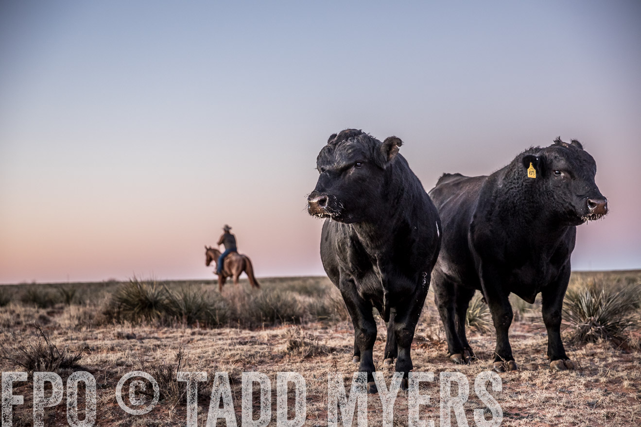 TMyers_WardRanch_NM_Dec2019-43918