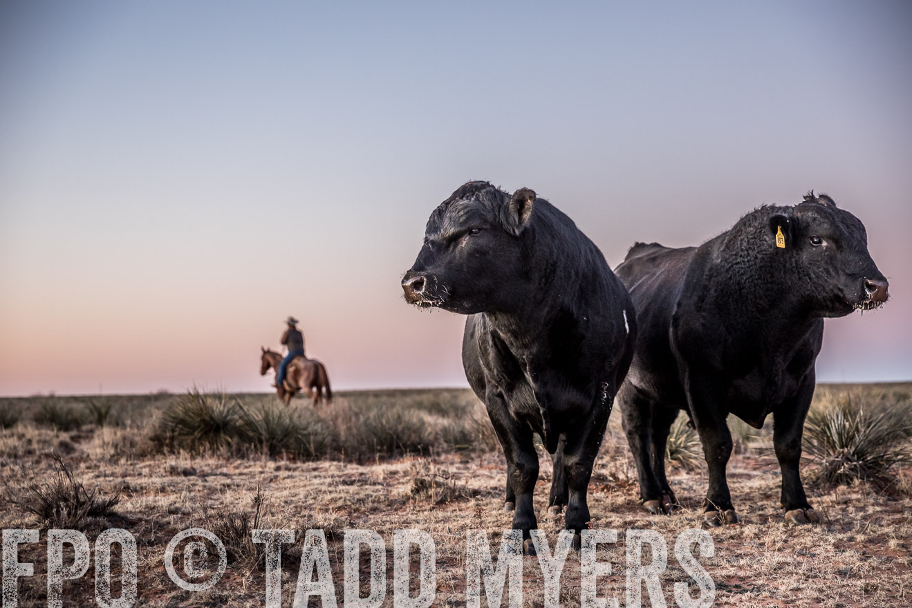  TMyers_WardRanch_NM_Dec2019-43919
