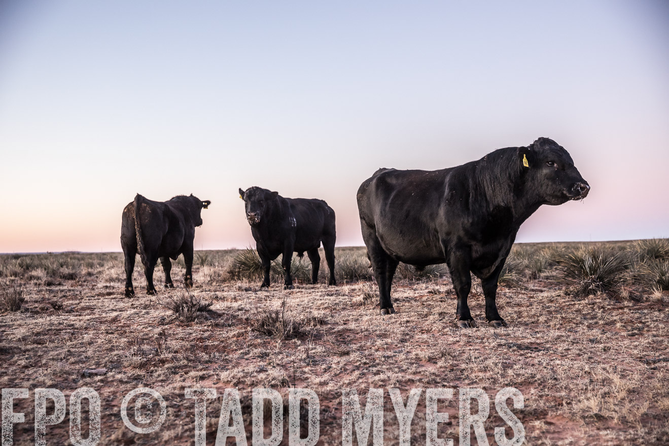  TMyers_WardRanch_NM_Dec2019-43932