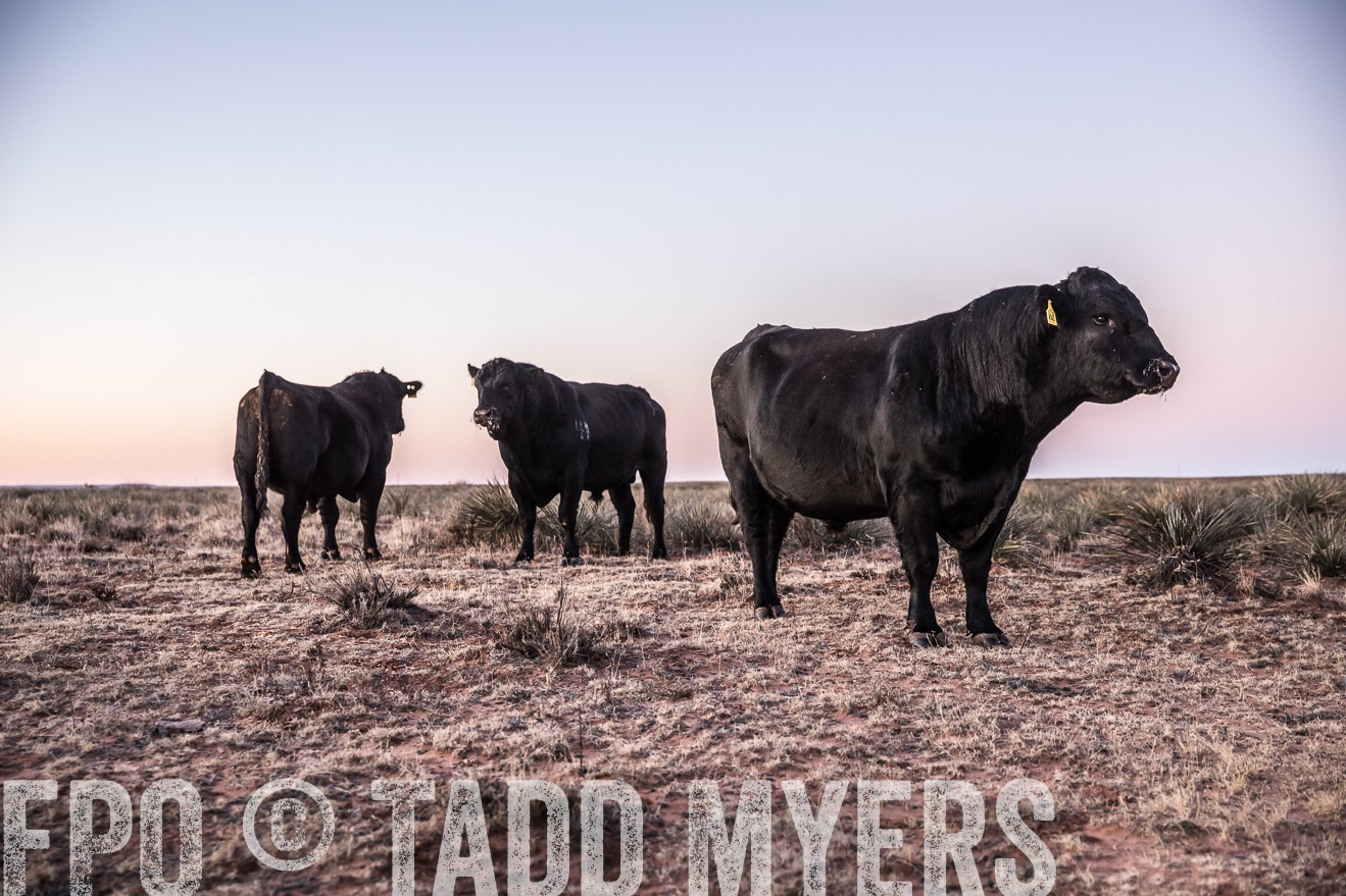  TMyers_WardRanch_NM_Dec2019-43933