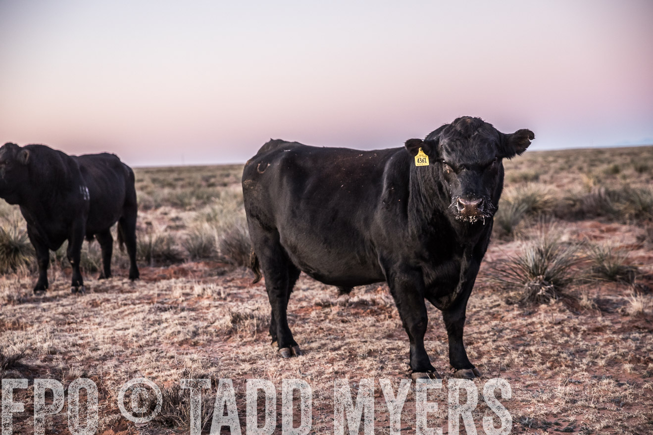  TMyers_WardRanch_NM_Dec2019-43944