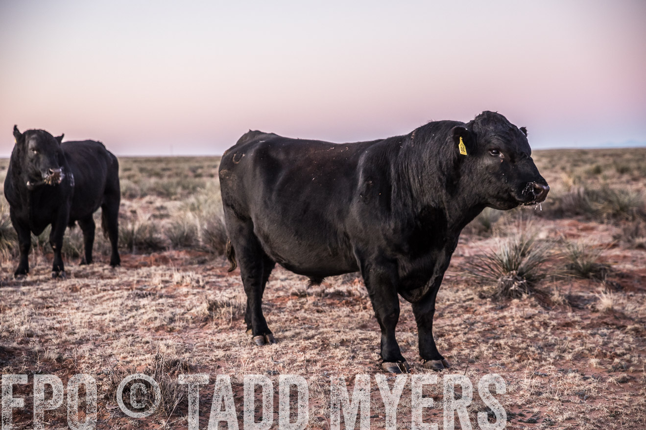  TMyers_WardRanch_NM_Dec2019-43946